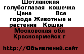 Шотланская голубоглазая  кошечка › Цена ­ 5 000 - Все города Животные и растения » Кошки   . Московская обл.,Красноармейск г.